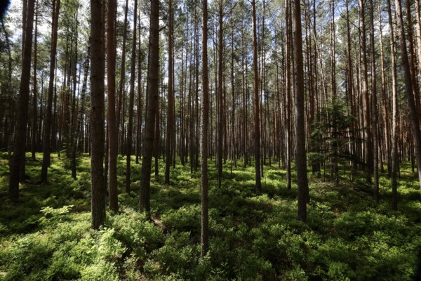 Dense pine forest with sun rays falling through the thick canopy onto the green forest floor, Kemeri National Park, Latvia