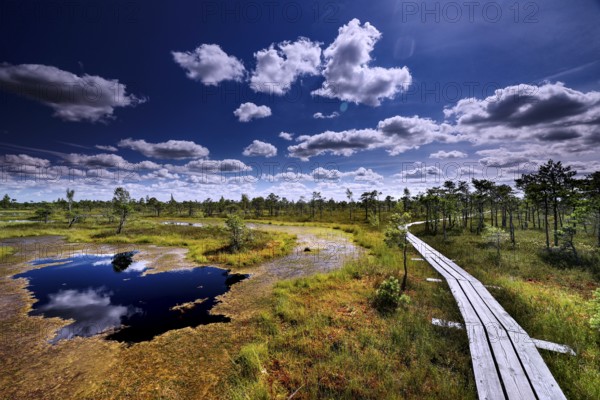 Wooden plank trail leads through swamp landscape with small ponds and sky full of clouds, Kemeri National Park, Latvia