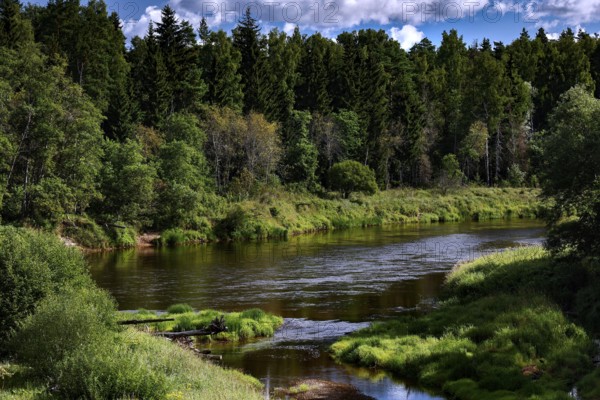 Dense forests and flowing Gauja in National Park, Ligatne, Gauja National Park, Latvia