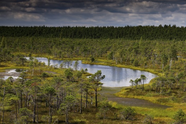 Marsh landscape in Kemeri National Park with lakes and trees, Kemeri National Park, Latvia