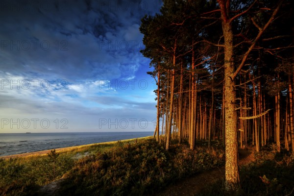 Wooded dunes on Kolka beach in sunset light, Kolka, Latvia
