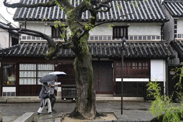 Rainy weather over a traditional street in Kurashiki with a big tree and umbrellas, Kurashiki, Okayama, Japan