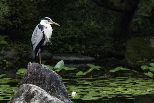 Grey heron stands on a rock by a pond in a tranquil garden full of water lilies, Kyoto, Okazaki, Japan