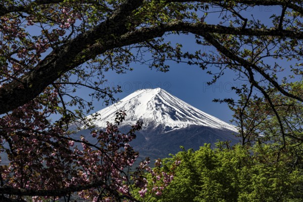 Snow-covered Fujiyama surrounded by blooming cherry trees in clear sky, Fujioshida, Japan