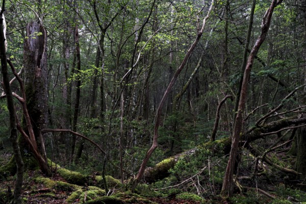 Dense part of Aokigahara Forest with lush vegetation and moss