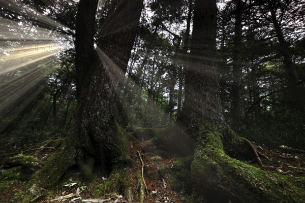 Aokigahara forest, where sunlight dramatically illuminates moss-covered trees