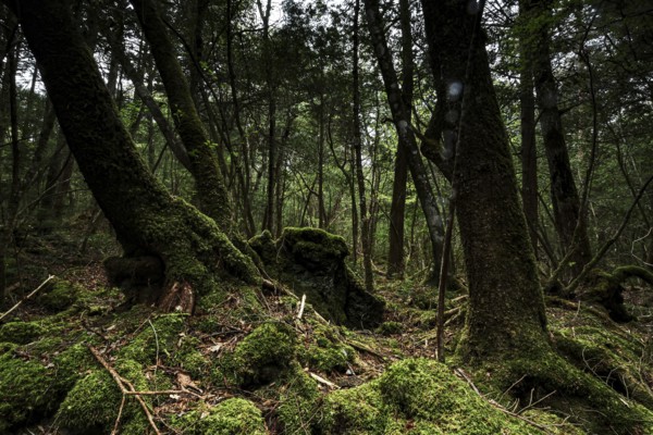 Dark part of Aokigahara Forest with thick moss and tall trees