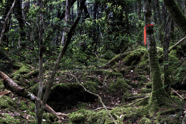 Aokigahara forest with thick undergrowth and moss-covered trees