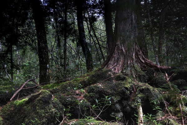 Intertwined tree roots in the dark Aokigahara forest create a mysterious atmosphere, Aokigahara, Japan
