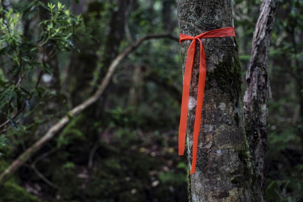 Aokigahara forest with a marked tree with red ribbon as a sign