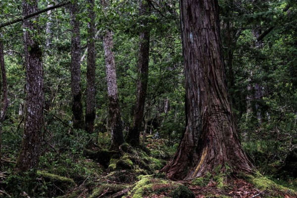 Dense forest with moss-covered trees in Aokigahara. Quiet and mysterious, Aokigahara, Japan