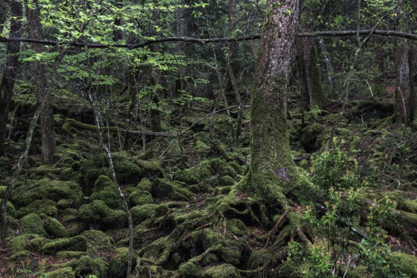 Dense forest with tangled roots and moss-covered trees in Aokigahara, Aokigahara, Japan
