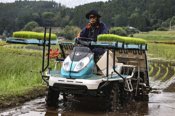 Mechanical planting of rice seedlings in a humid field, Aso, Japan