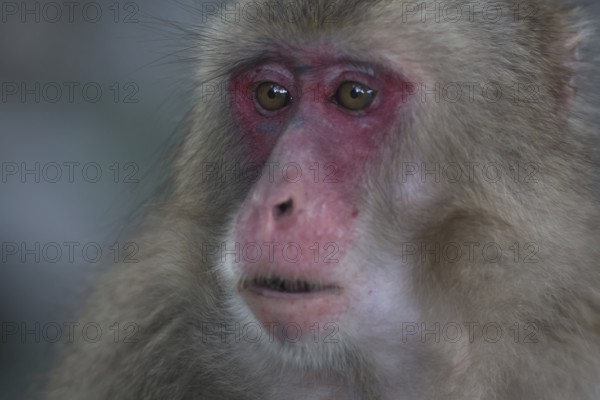 Close-up of a Japanese macaque with expressive face and red colored skin, Beppu, Takasakiya hill, Japan