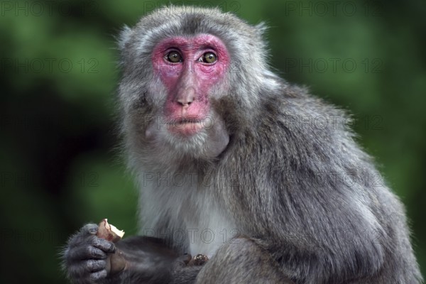 Japanese macaque sitting in natural habitat surrounded by green vegetation, Beppu, Takasakiya hill, Japan