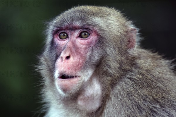 Portrait of a Japanese macaque with an attentive look and detailed fur, Beppu, Takasakiya hill, Japan