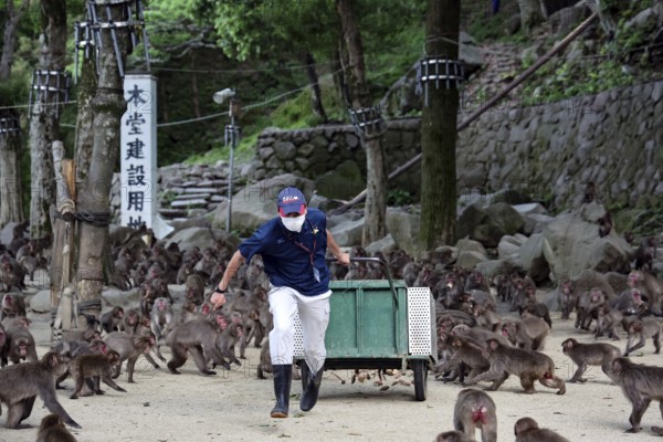 A man feeds a large group of Japanese macaques in a park, Beppu, Takasakiya hill, Japan