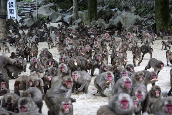Large group of Japanese macaques feeding outdoors, Beppu, Takasakiya hill, Japan
