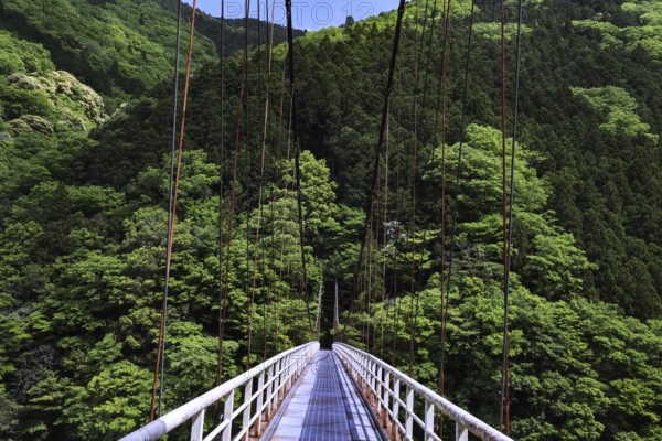 Narrow suspension bridge leads through dense green forest in mountainous landscape, Iya, Japan