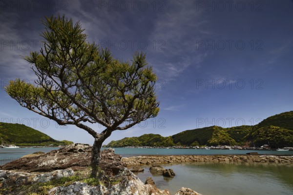A picturesque coastal landscape with a tree in the foreground and clear sky, Kii Peninsula, Japan