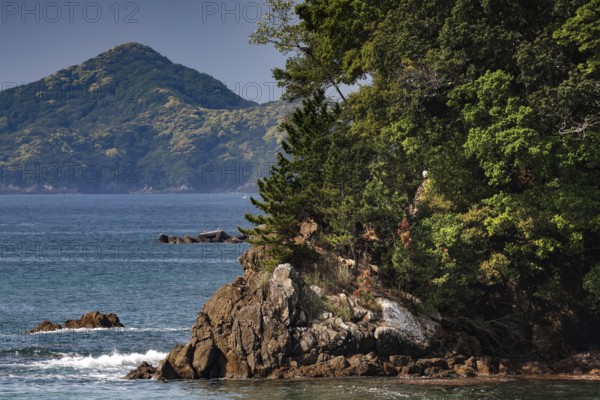 Dense vegetation on the coast of the Kii Peninsula off an island, Kii Peninsula, Japan