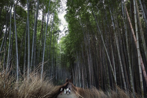 Trail through the impressive bamboo forest of Arashiyama surrounded by nature, Kyoto, Arashiyama, Japan