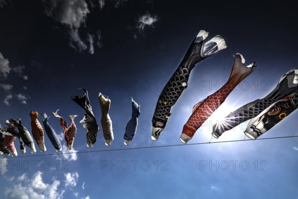 Carp windsocks blow in the blue sky for Children's Day, a colorful celebration, Kii Peninsula, Japan