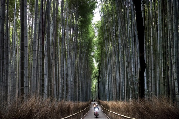 Straight path through the majestic Arashiyama bamboo forest with tall bamboo canes, Kyoto, Arashiyama, Japan