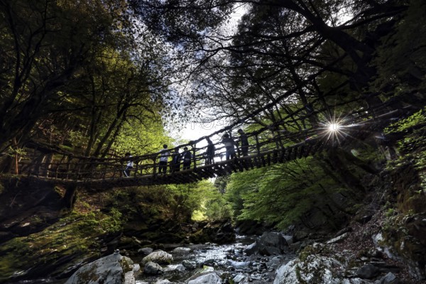Silhouette above a suspension bridge in a dense forest illuminated by the sun