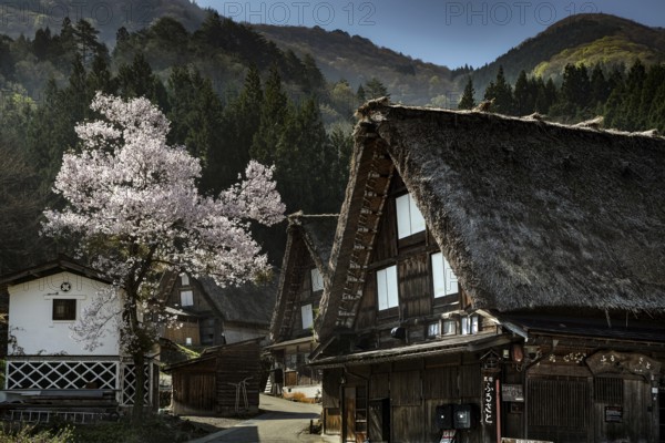 Mountain village with traditional houses and blooming cherry trees in spring, Shirakawa, Gifu, Japan