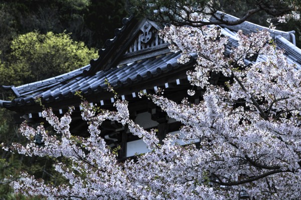 Onsen-ji temple surrounded by cherry blossoms in full bloom, Yamanouchi, Nagano, Japan