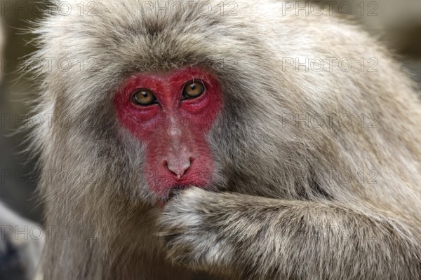 Close-up of a Japanese macaque in Jigokudani Yaen Koen, Yamanouchi, Nagano, Japan