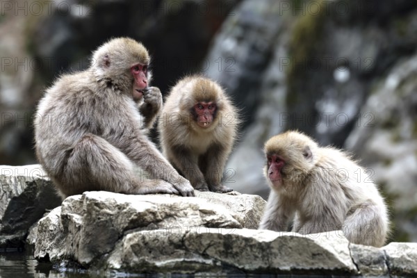 Three macaques sit grouped on rocks in monkey park, Yamanouchi, Japan