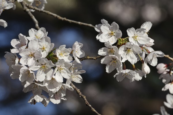 Close-up of bright cherry blossoms in full bloom