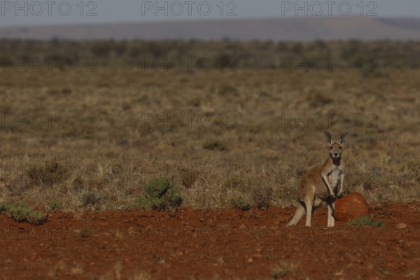 A red kangaroo stands in the vast landscape of the outback, South Australia, Australia