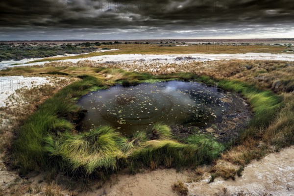 The bubbling artesian spring The Bubbler with surrounding vegetation, Mound Springs, South Australia, Australia