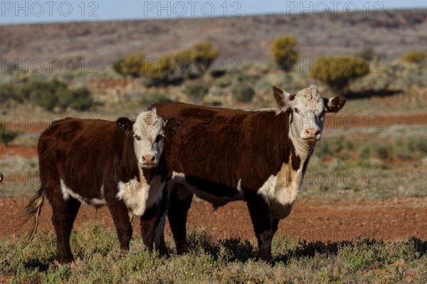 Two Hereford cattle stand in a vast landscape along the Oodnadatta Track, Oodnadatta Track, South Australia, Australia