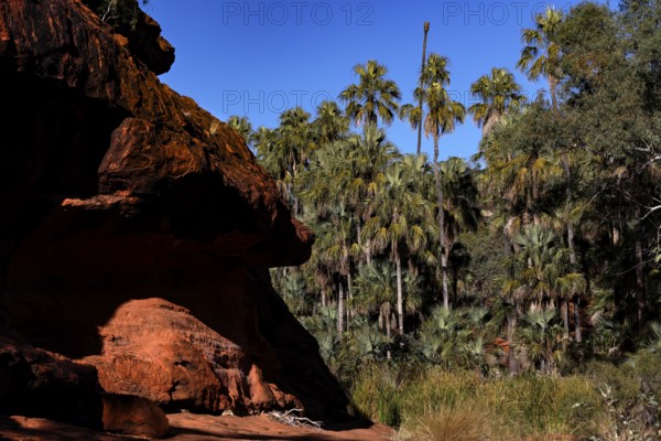Red rocks and lush vegetation contrast dramatically under bright blue skies, Palm Valley, Northern Territory, Australia