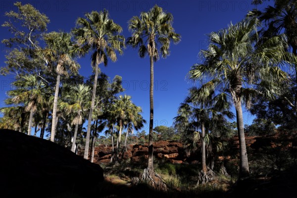 Tall umbrella palms with shimmering foliage under bright, steel-blue sky, Palm Valley, Northern Territory, Australia