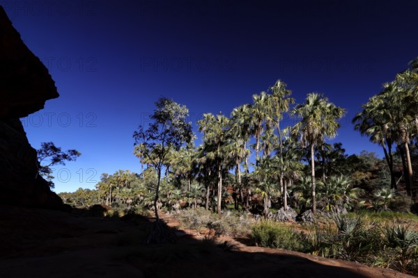 Red umbrella palms in Palm Valley under clear skies. Unique flora in the region, Palm Valley, Northern Territory, Australia