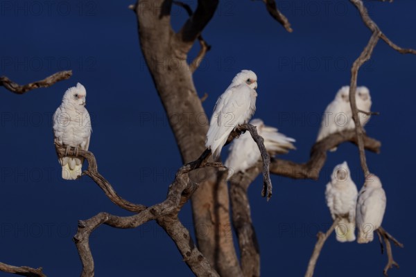 Bare eyed cockatoos sit quietly on a tree near the Oodnadatta Track