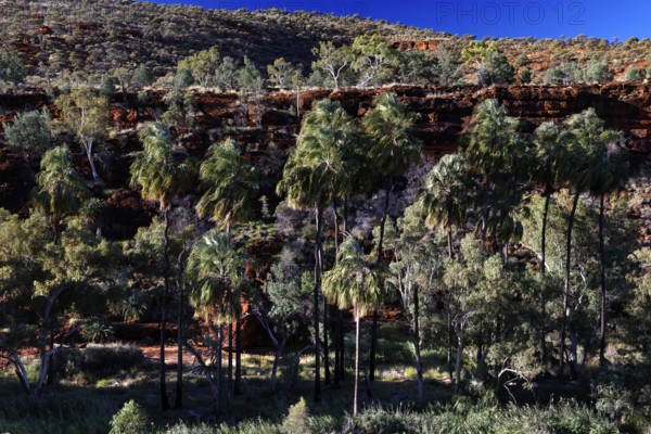Dense vegetation with red umbrella palms on a rocky slope under clear skies, Palm Valley, Northern Territory, Australia