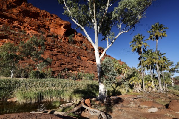 A eucalyptus tree against a red rock wall with palm trees in the background, Palm Valley, Northern Territory, Australia