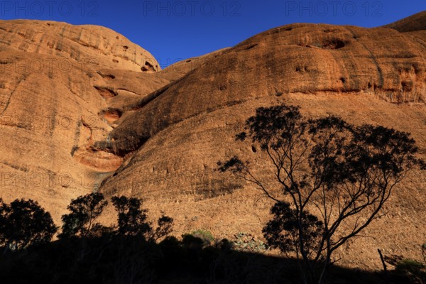Rugged rocks in sunlight with shade of trees, Kata Tjuta, Northern Territory, Australia