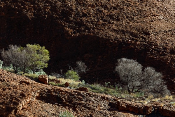Rugged rocks and sparse vegetation in the Valley of the Winds, Kata Tjuta, Northern Territory, Australia