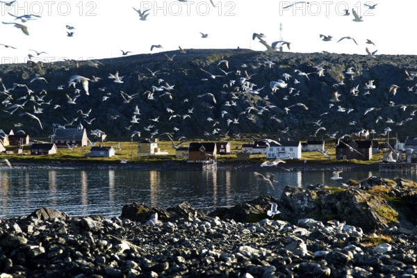 Swarm of kittiwakes over the coastline of Hamningberg, Hamningberg, Finnmark, Norway