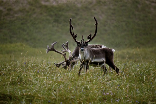 Two reindeer roam a green landscape in the Hamningberg region