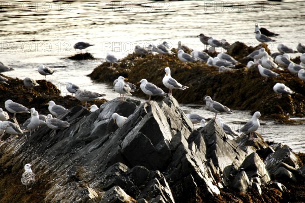 Rocks full of kittiwakes on the Hamningberg coast