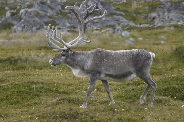 Ren moves across grassy and rocky landscape near Hamningberg, Hamningberg, Norway