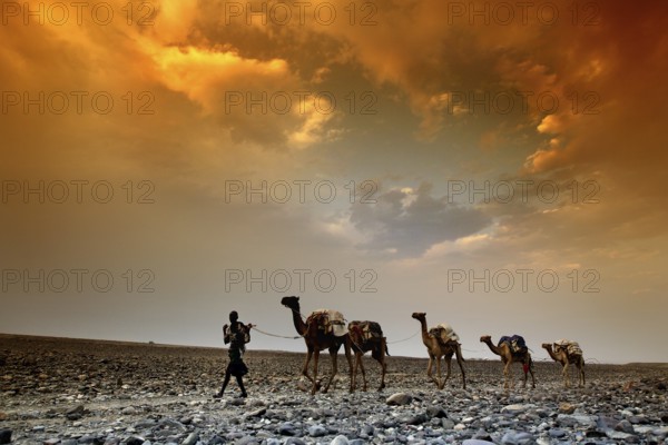 Caravan with camels under a dramatic evening sky in the Ahmedela desert, Ahmedela, Ethiopia